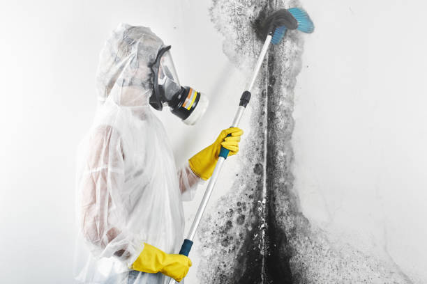 Environmental Consulting for Mold Prevention